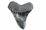 Fossil Megalodon Tooth - Georgia #338682-1